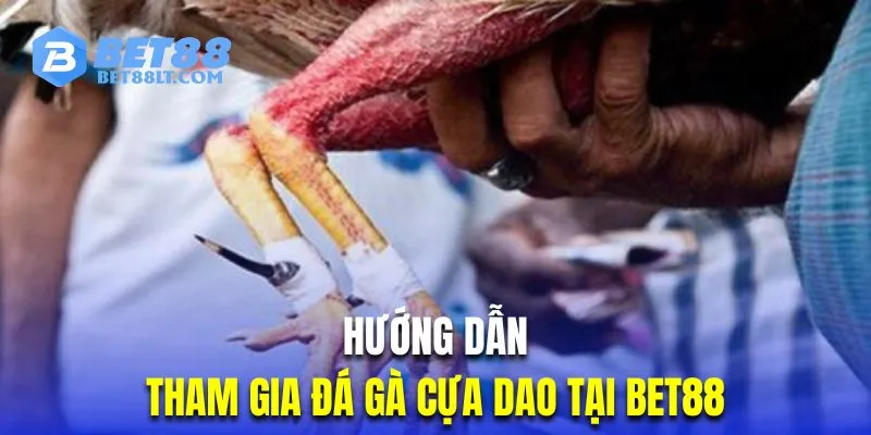 Quy trình cược chọi kê cựa dao tại nhà cái cơ bản